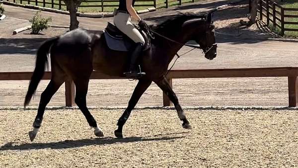 san-dimas-horse