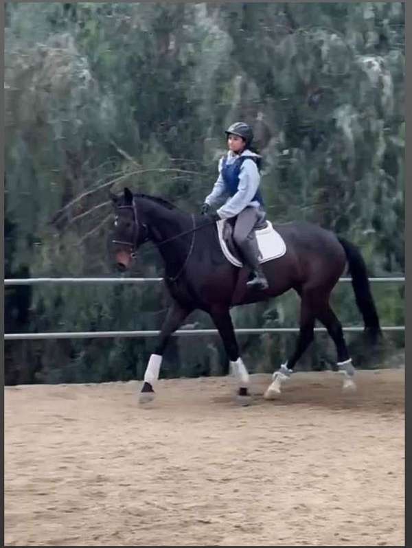 and-willing-thoroughbred-horse