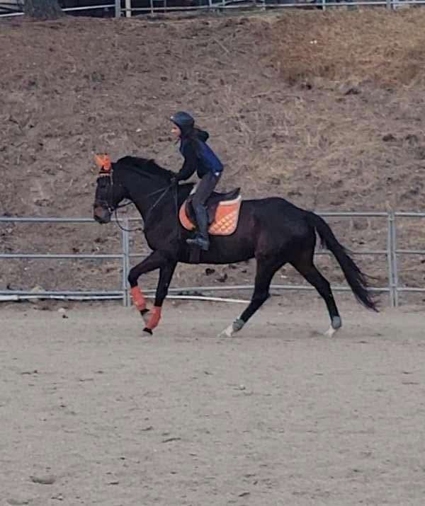 athletic-thoroughbred-horse