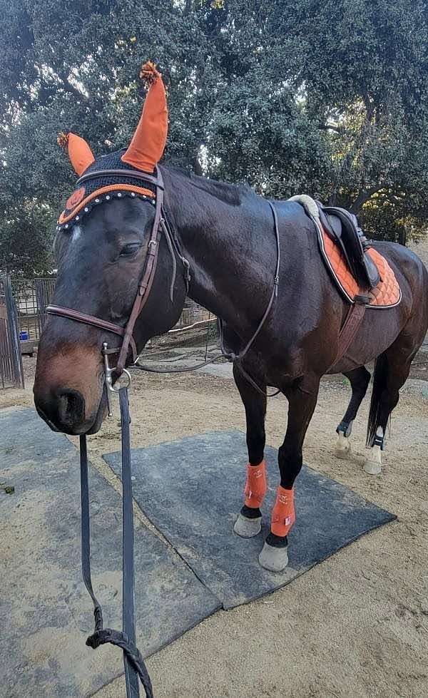 attentive-thoroughbred-horse