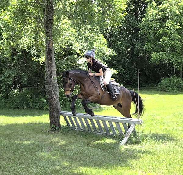 equitation-mustang-pony