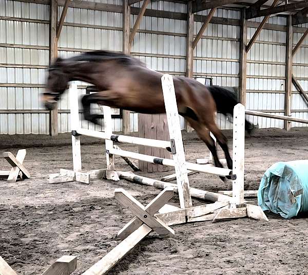 amha-mustang-gelding