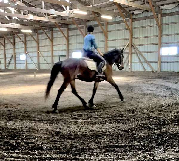amha-mustang-pony