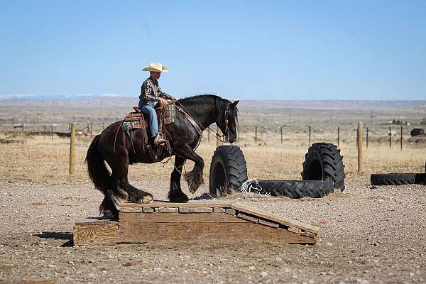 athletic-gypsy-vanner-horse