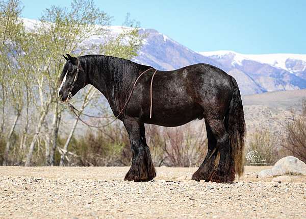all-around-gypsy-vanner-horse