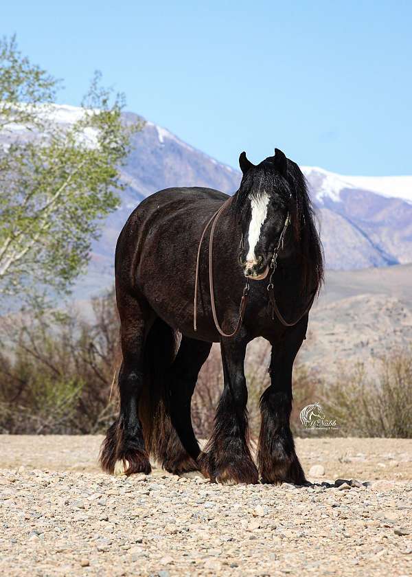 driving-gypsy-vanner-horse
