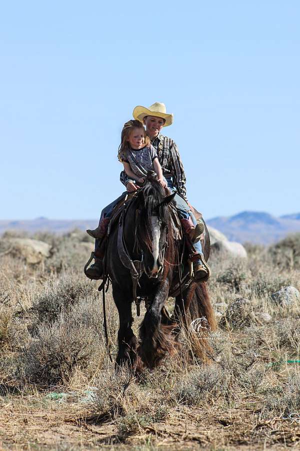 kid-safe-gypsy-vanner-horse