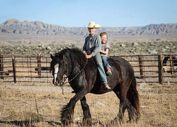 ranch-gypsy-vanner-horse