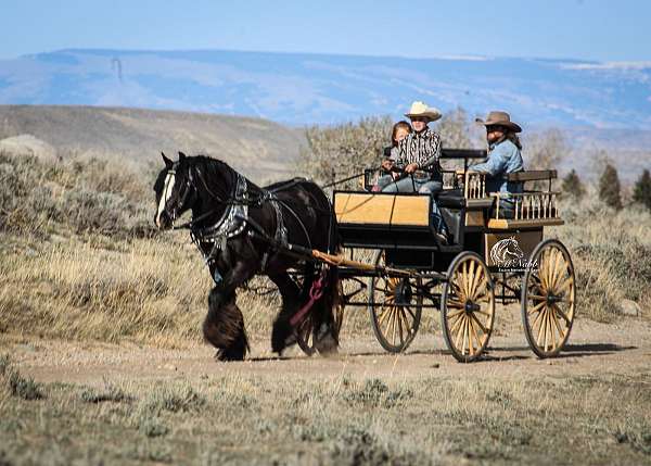 ranch-work-gypsy-vanner-horse