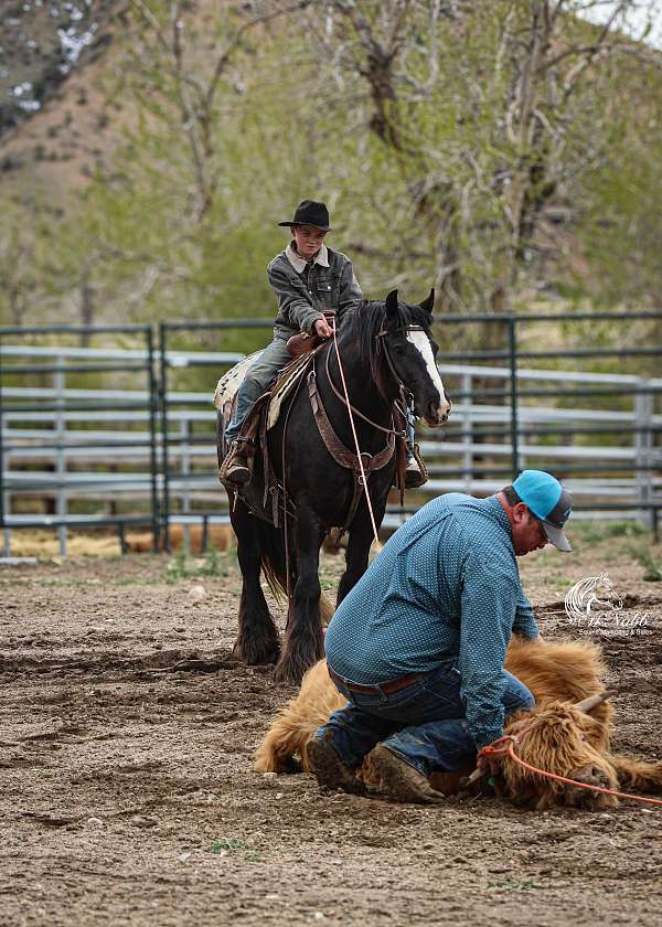 trail-riding-gypsy-vanner-horse