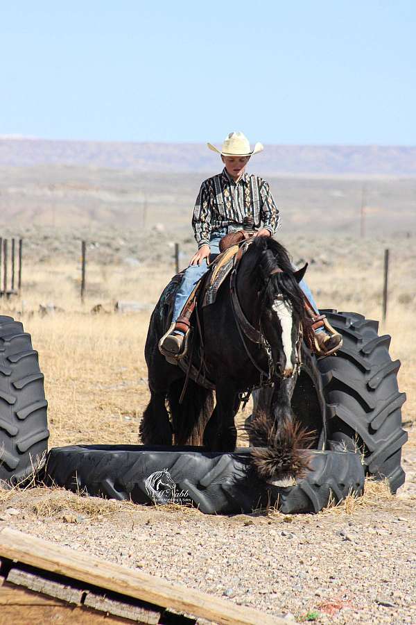 western-riding-gypsy-vanner-horse
