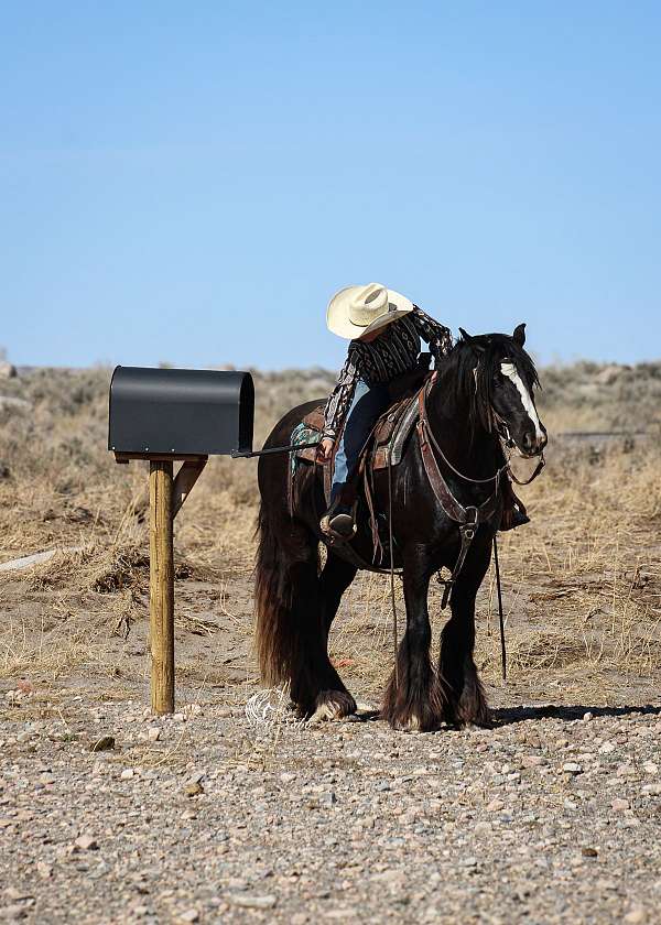 beginner-gypsy-vanner-horse