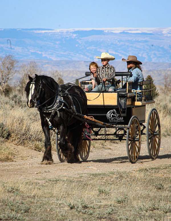 roping-gypsy-vanner-horse