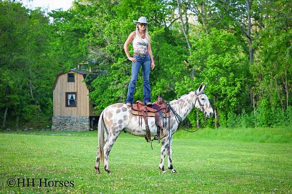 grulla-show-experi-horse