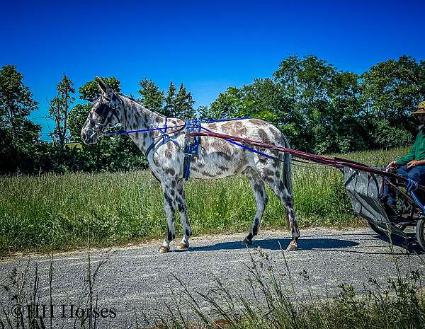 show-experi-gelding