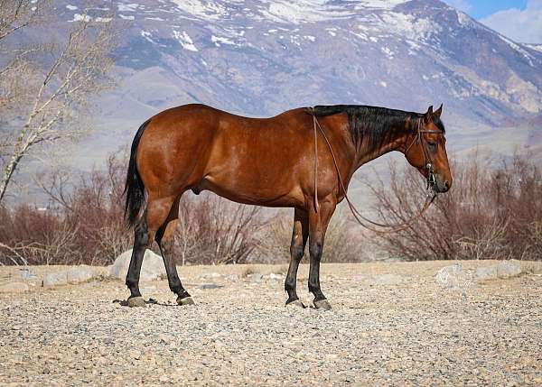 all-around-quarter-horse