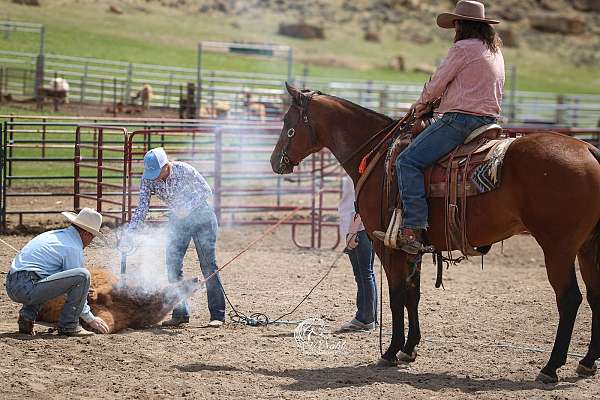 performance-quarter-horse