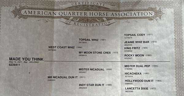 ranch-versatility-quarter-horse