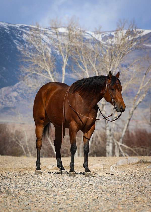 reining-quarter-horse