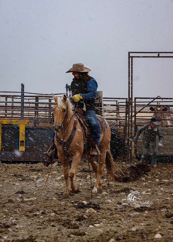 calf-roping-quarter-horse