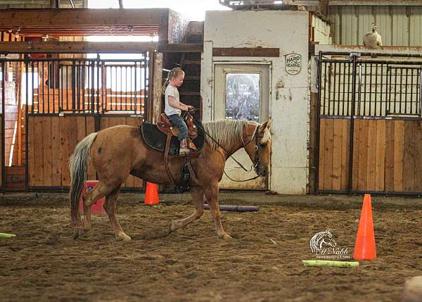 athletic-quarter-horse