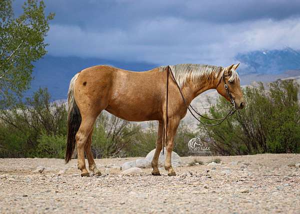 all-around-quarter-horse