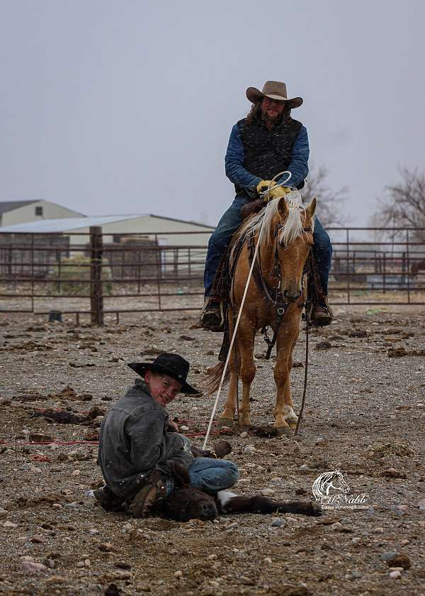 flashy-quarter-horse