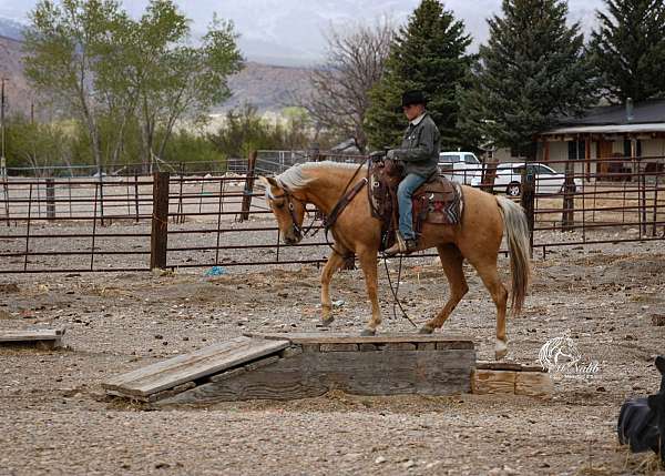husband-safe-quarter-horse
