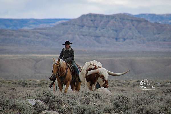 ranch-quarter-horse
