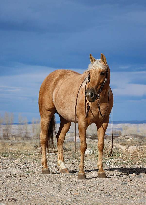 ranch-versatility-quarter-horse