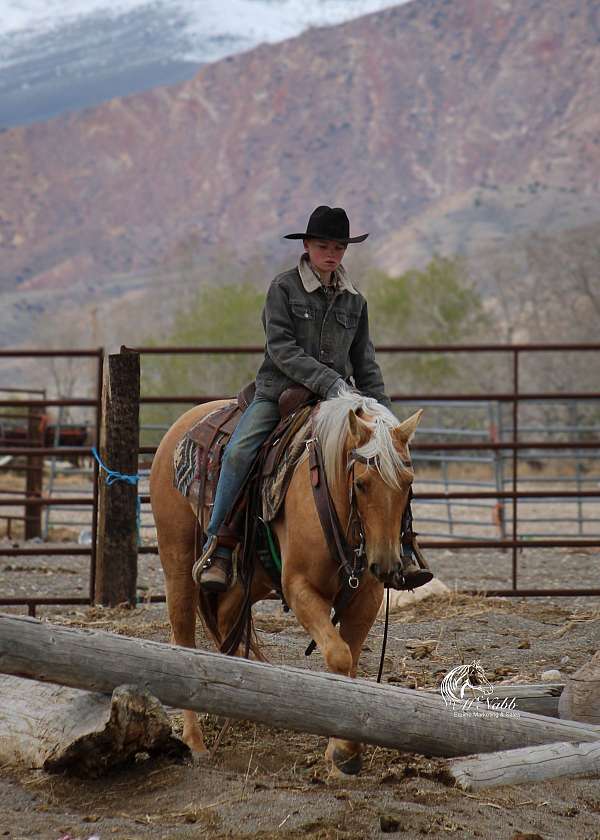 ranch-work-quarter-horse