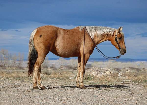 reining-quarter-horse