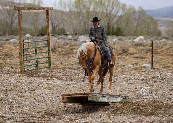 roping-quarter-horse