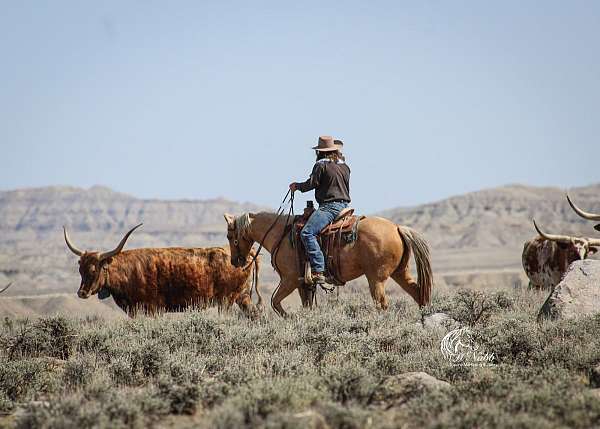 show-hack-quarter-horse