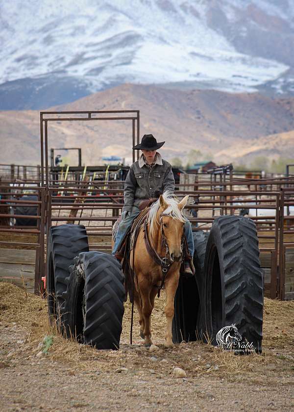 show-quarter-horse