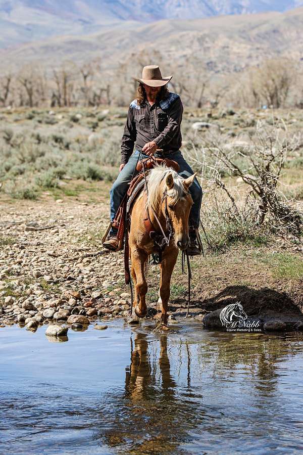 trail-quarter-horse
