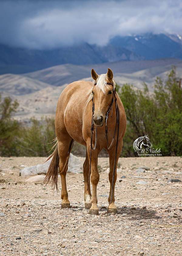 trail-riding-quarter-horse