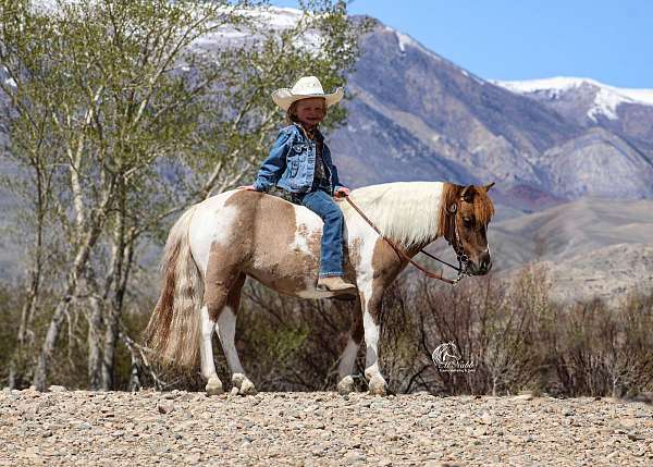 all-around-pony