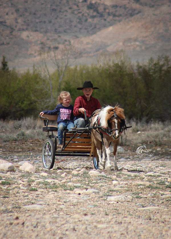 driving-pony