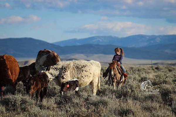 ranch-work-pony