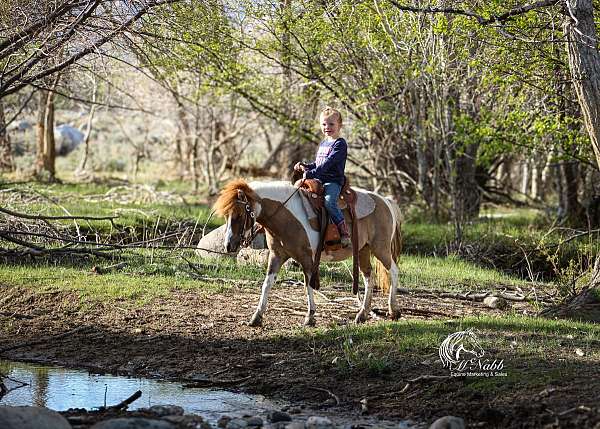 trail-pony