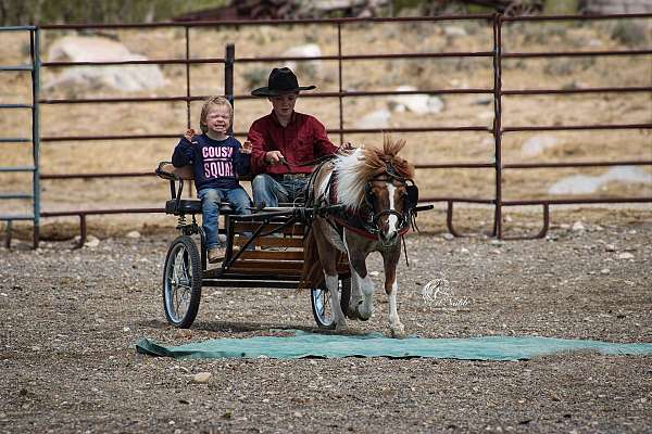 trail-riding-pony
