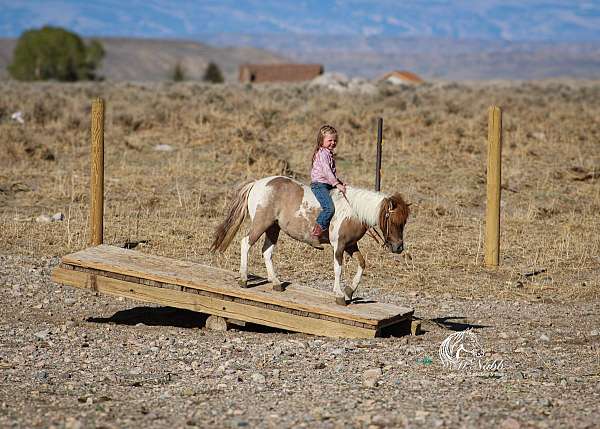 western-riding-pony