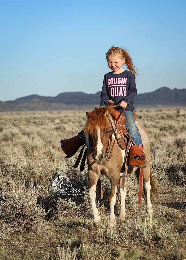 dun-pony-mare