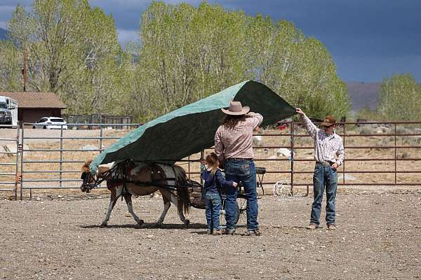 dun-all-around-pony