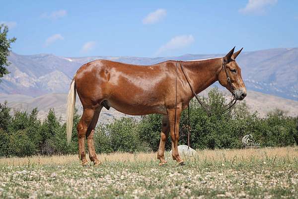 all-around-mule