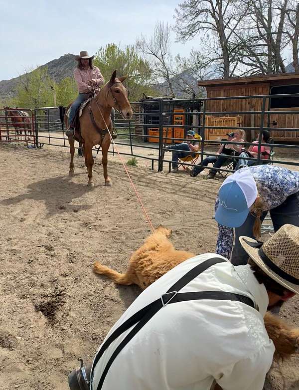 flashy-mule