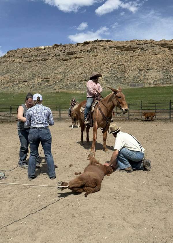 kid-safe-mule