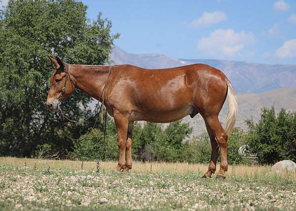 ranch-mule