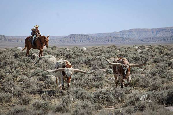 ranch-work-mule